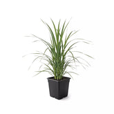 Lemon Grass (Herbs) Immunity Booster