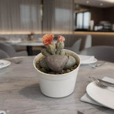 Lithop (Bare Rooted)