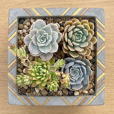 Combo of 4 succulent plants (bare rooted)