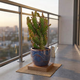 Maihueniopsis Cactus (Bare Rooted)