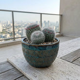 Mammillaria Hahniana Cactus (Bare Rooted)