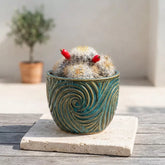 Mammillaria White Red Pearl Cactus (Bare Rooted)