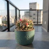 Melo Cactus (Bare Rooted)