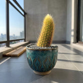 Monkey Tail Cactus (Bare Rooted)