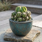 Old Lady Cactus (Bare Rooted)