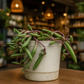 Othonna Capensis 'Ruby Necklace' (Bare Rooted)