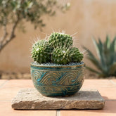 Pincushin Cactus (Bare Rooted)