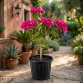 Pink Bougainvillea Plant for Indoor & Outdoor Gardening