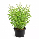 Holy Rama Tulsi (Holy Basil) Sapling