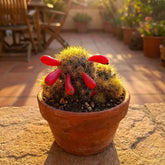 Mammillaria Brown Red Pearl Cactus (Bare Rooted)
