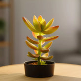 Sedam Adolphii (Bare Rooted)