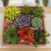 Combo Of 8 Succulent Plants (Bare Rooted)