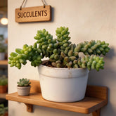 Sedum Burrito 'Burro's Tail' (Bare Rooted)