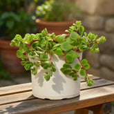 Sedum Tetractinum Stonecrop (Bare Rooted)