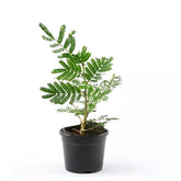 Sacred Shami Plant (Prosopis cineraria)