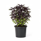 Holy Shyama Tulsi (Holy Basil) Sapling