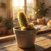 Silver Torch Cactus (Bare Rooted)