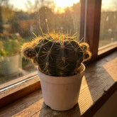 Star Cactus (Bare Rooted)