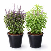 Holy Tulsi (Holy Basil) Sapling (Rama & Shyama )