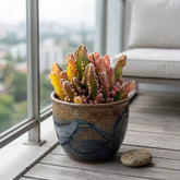 Variegated Fairy Castle Cactus (Bare Rooted)