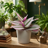 Tradescantia Nanouk - Wandering jew (Bare Rooted)