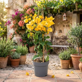 Yellow Bougainvillea Plant for Indoor & Outdoor Gardening