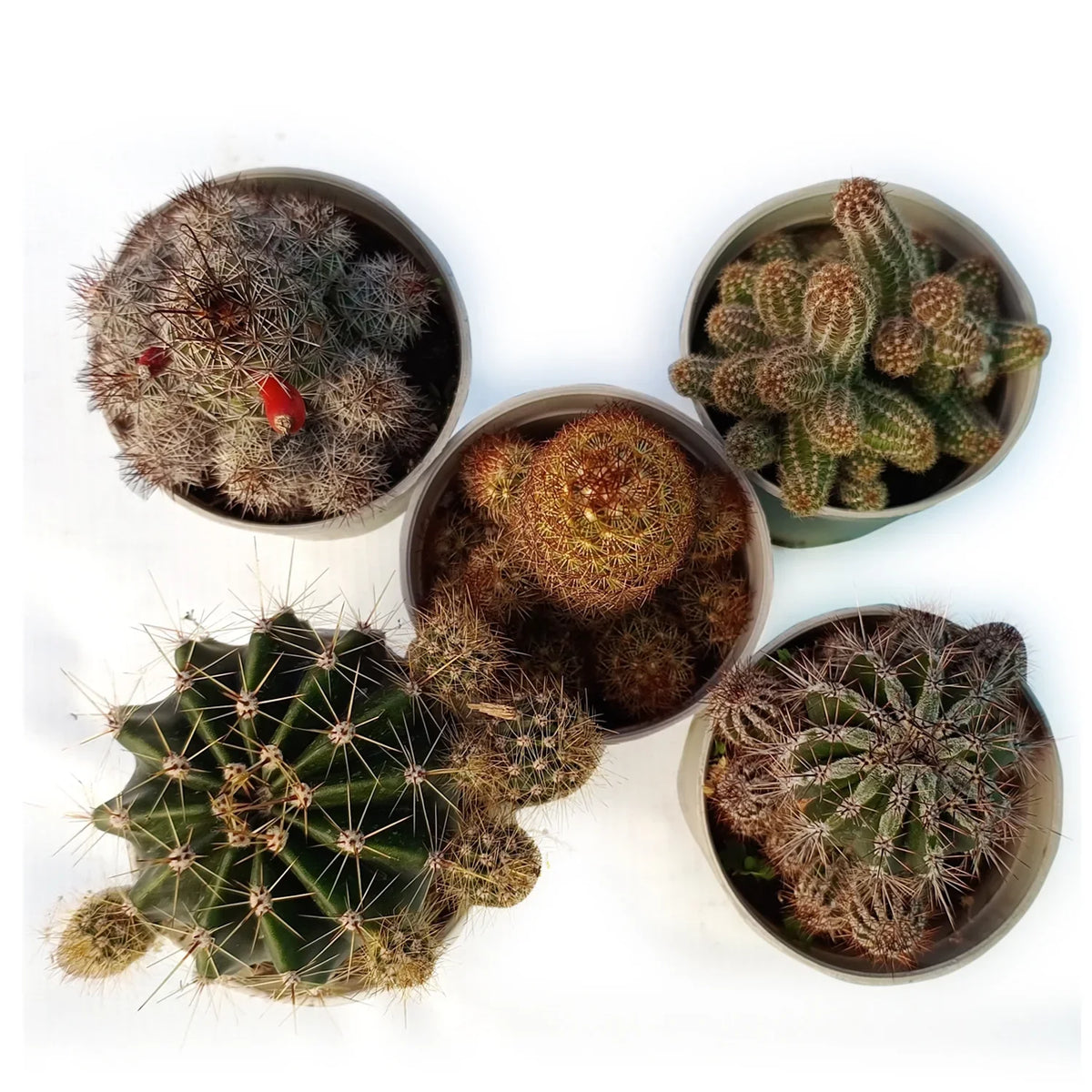 Combo Of 5 Cactus Plants (Bare Rooted)