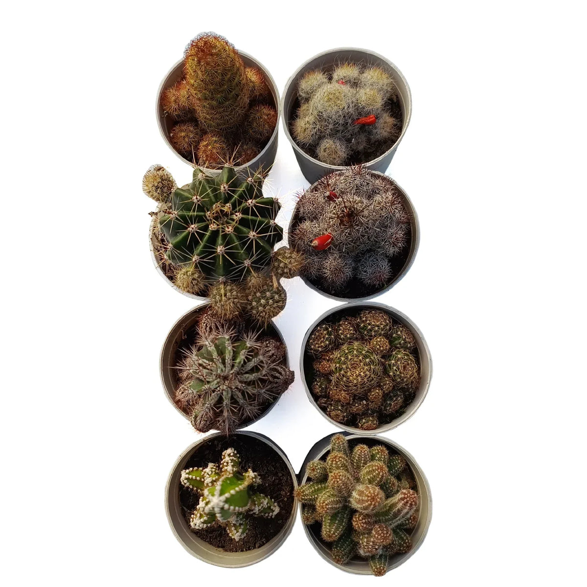 Combo Of 8 Cactus Plants (Bare rooted)