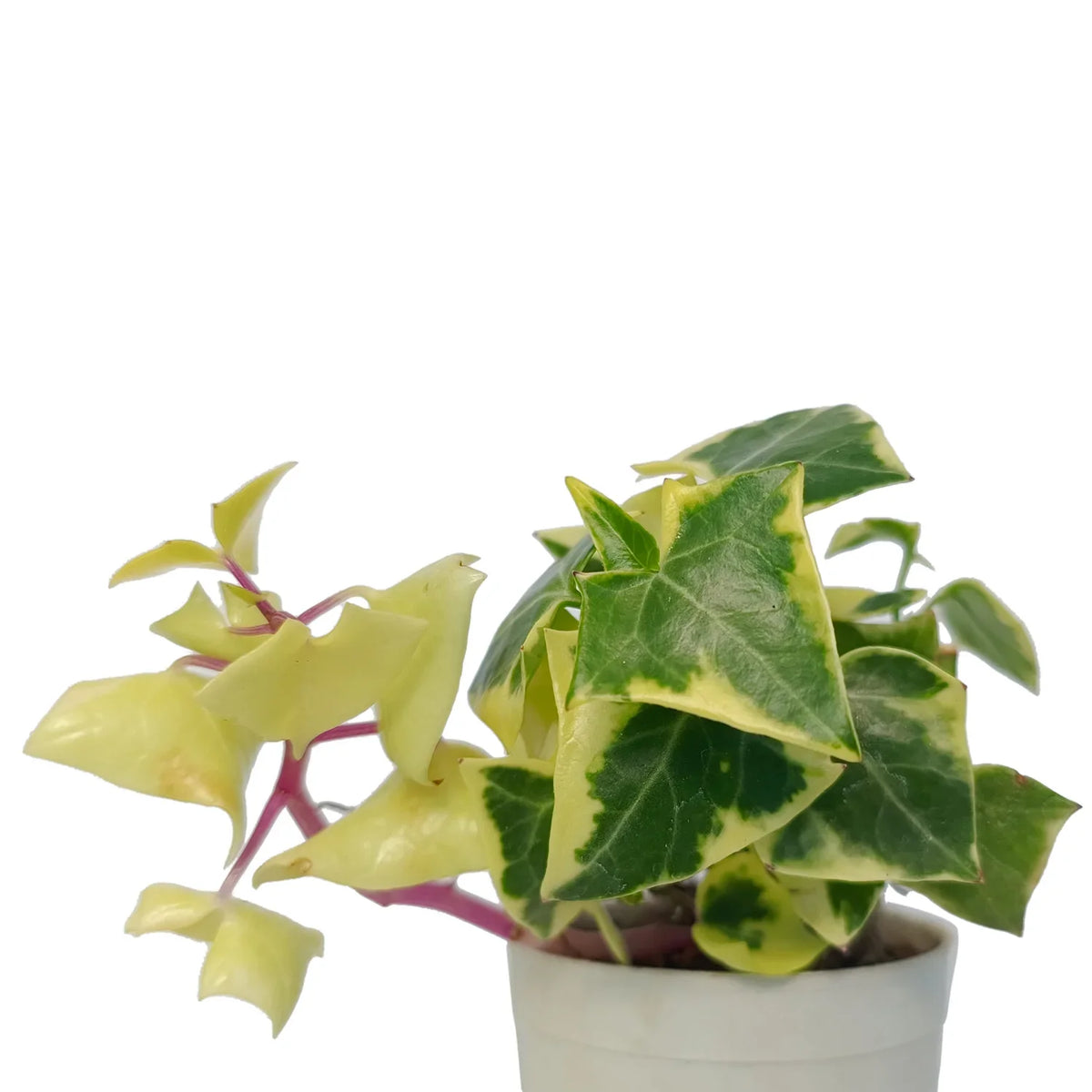 English Ivy (Bare Rooted)