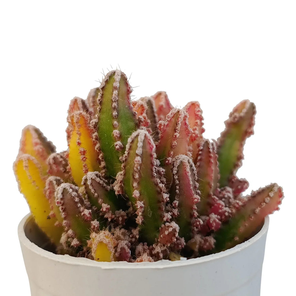 Variegated Fairy Castle Cactus (Bare Rooted)