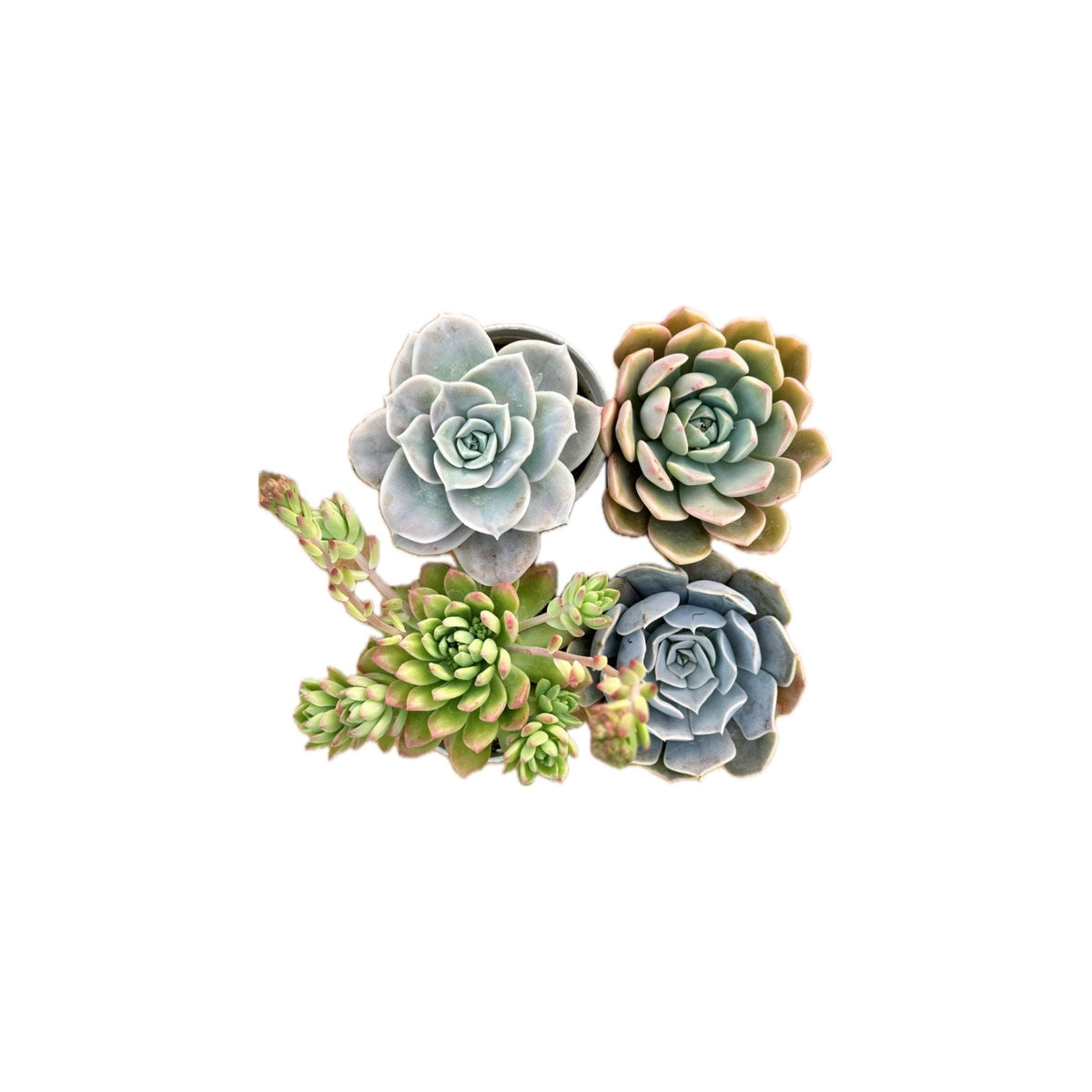 Combo of 4 succulent plants (bare rooted)