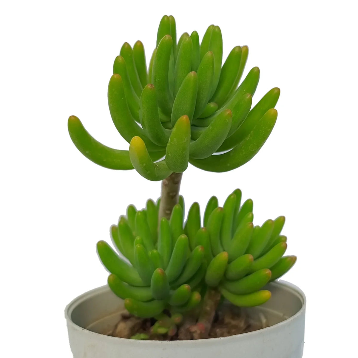 Jelly Bean Tree (Bare Rooted)