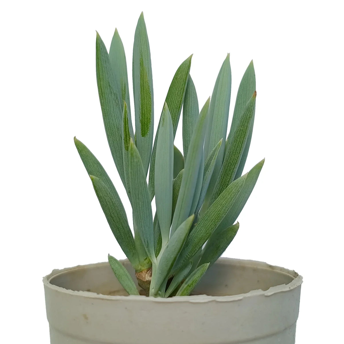Blue Straight Chalksticks (Bare Rooted)