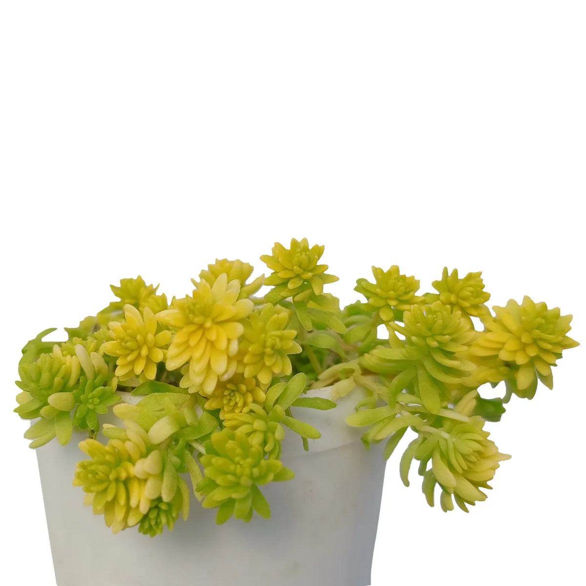 Yellow Lomon Grass Sedum (Bare Rooted)
