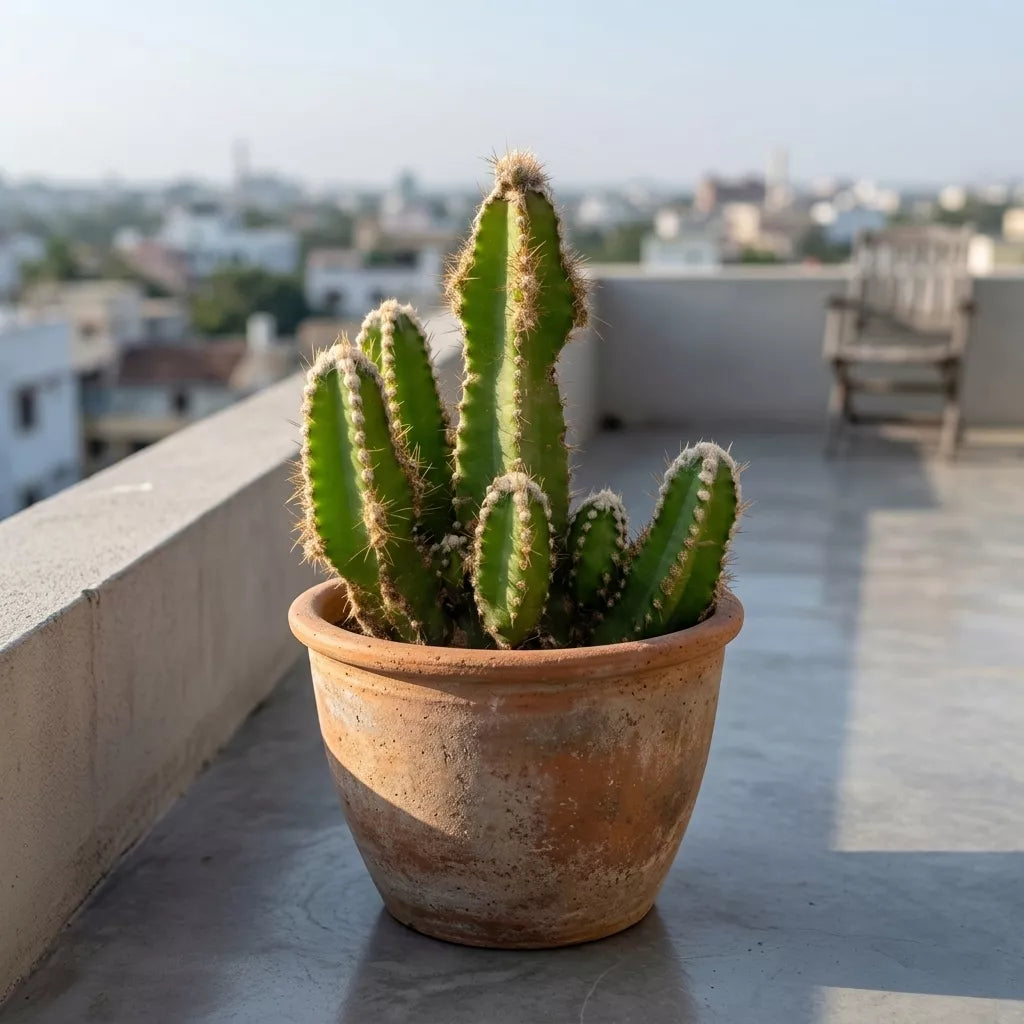 Acanthocereus Tetragonus "Fairy Castle Cactus" (Bare Rooted)