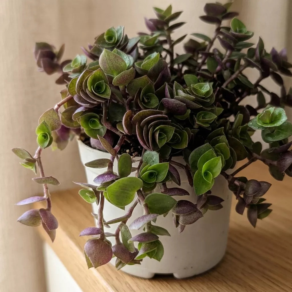 Chinese Stonecrop (Bare Rooted)