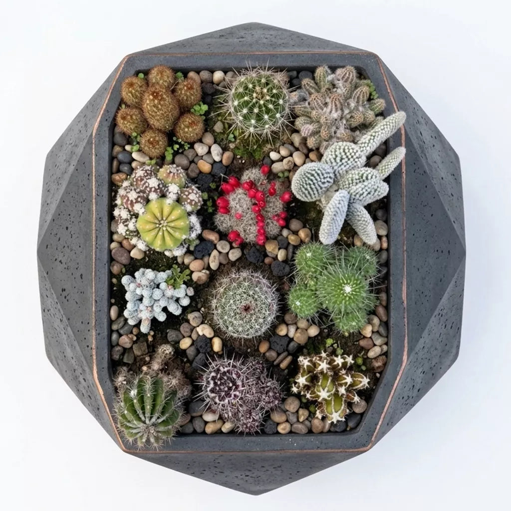 Combo of 12 cactus plants (bare rooted)