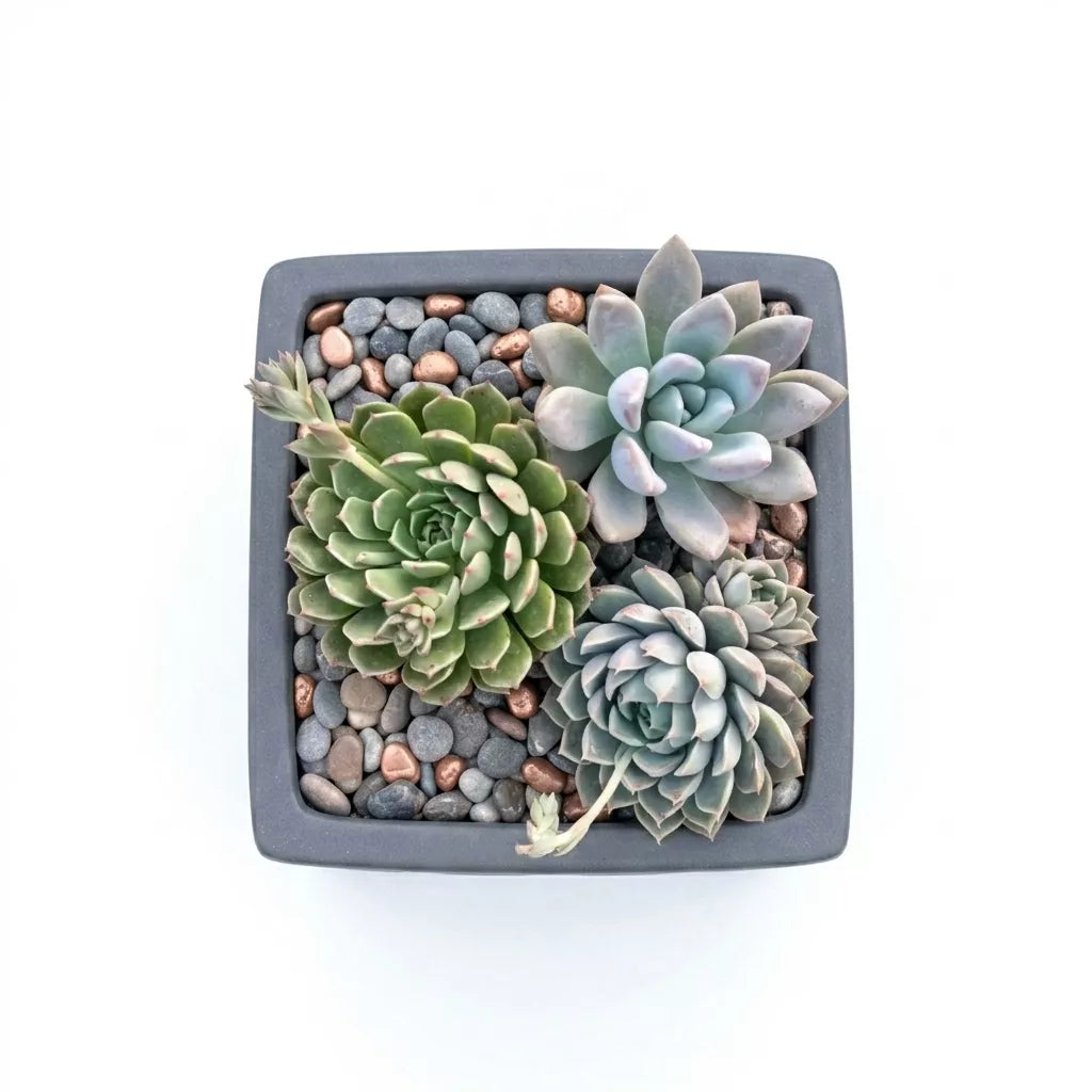 Combo of 3 succulent plants (bare rooted)