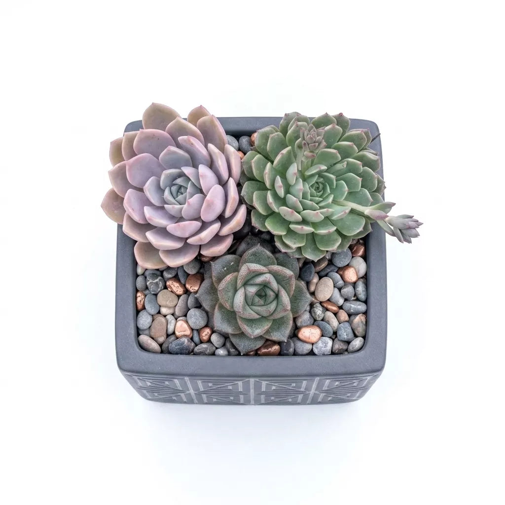 Combo of 3 succulent plants (Bare rooted)