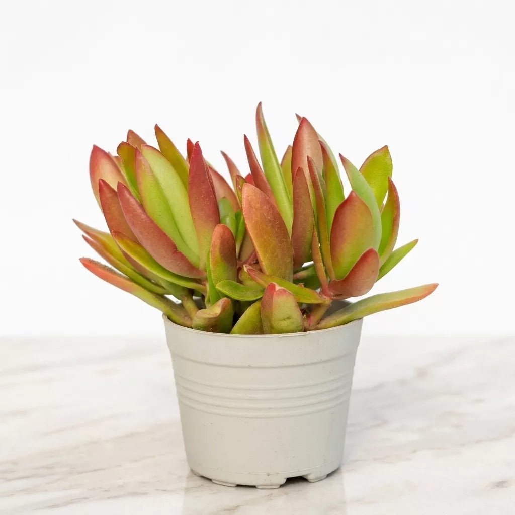 Crassula Campfire plus (Bare Rooted)
