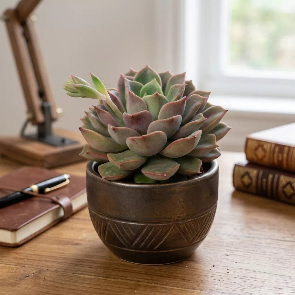 Echeveria Chris - Orange (Bare Rooted)