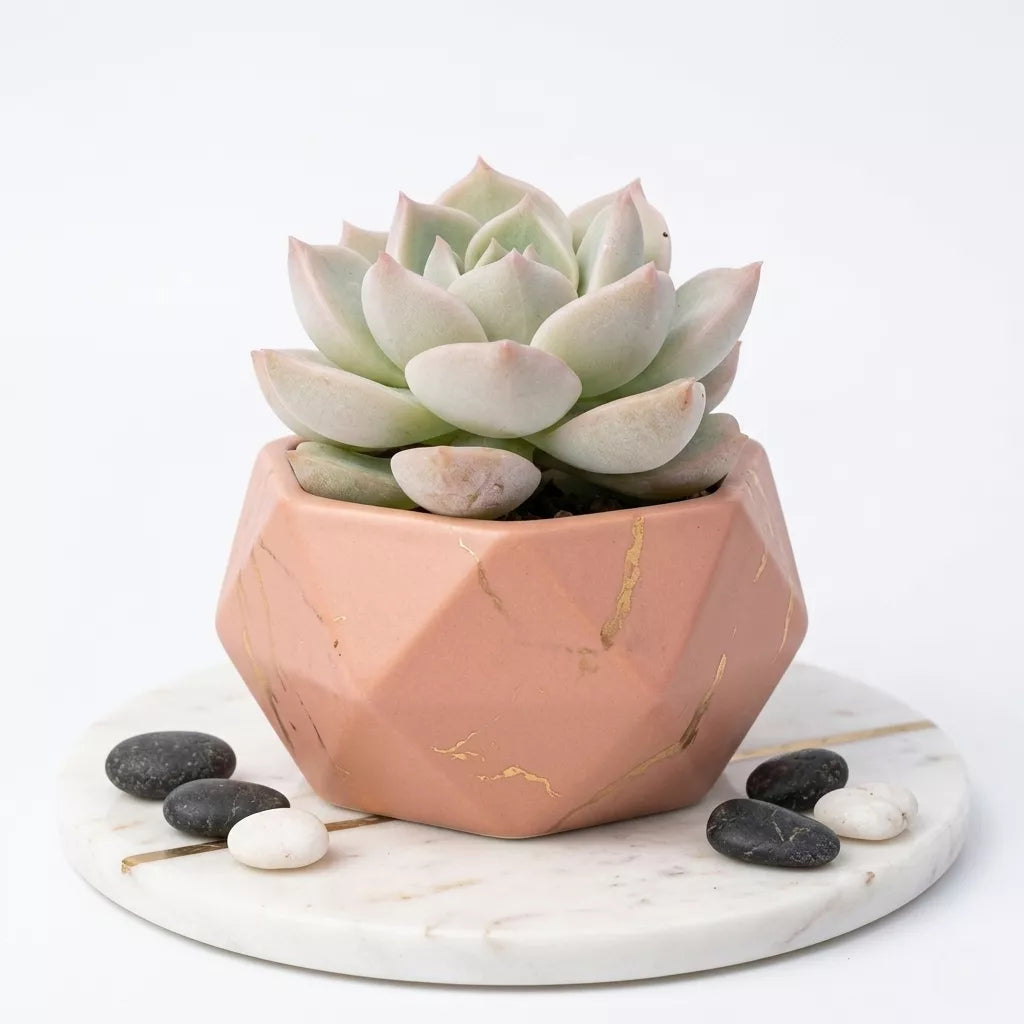Echeveria 'Fleur Blanc' (Bare Rooted)