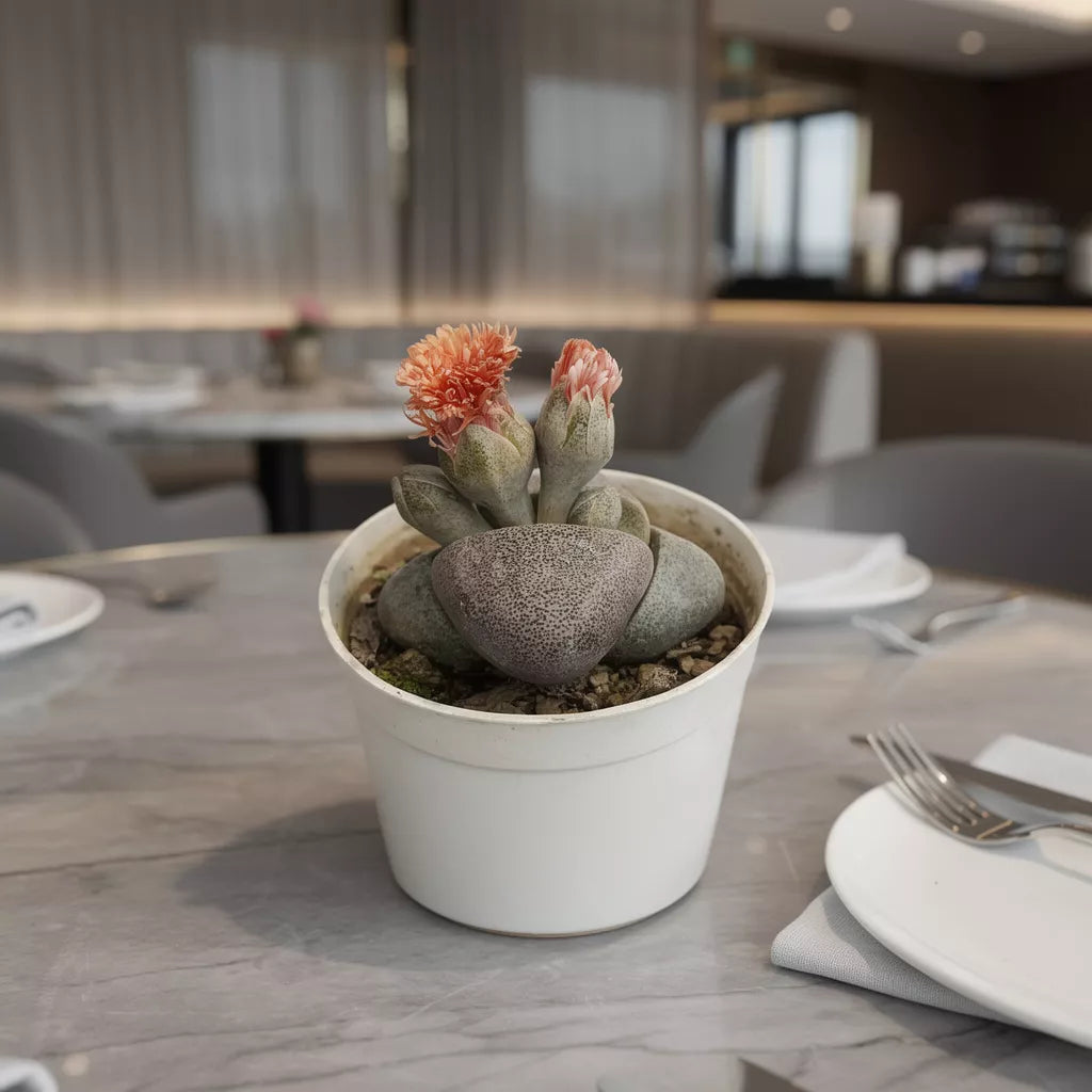 Lithop (Bare Rooted)