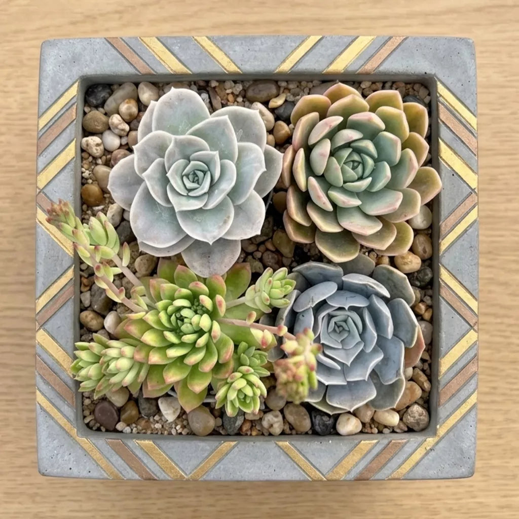 Combo of 4 succulent plants (bare rooted)