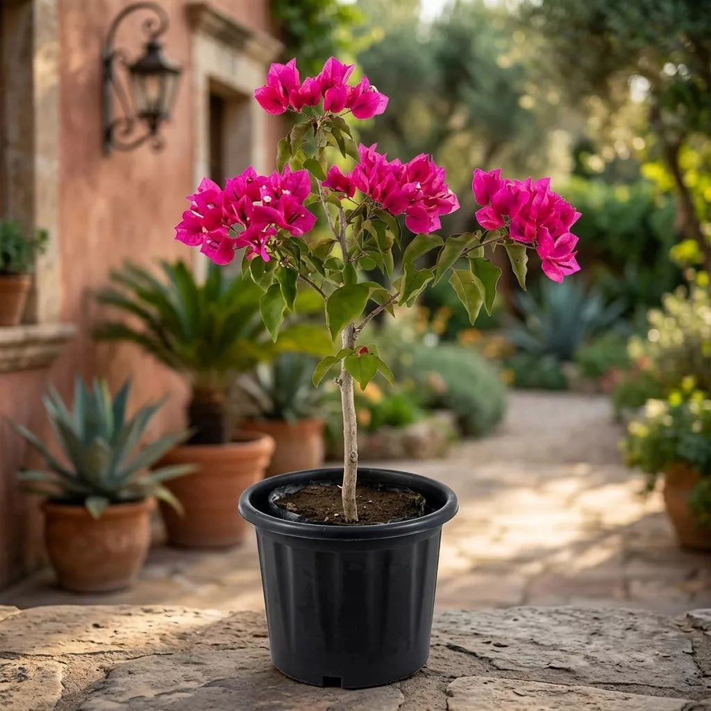 Pink Bougainvillea Plant for Indoor & Outdoor Gardening