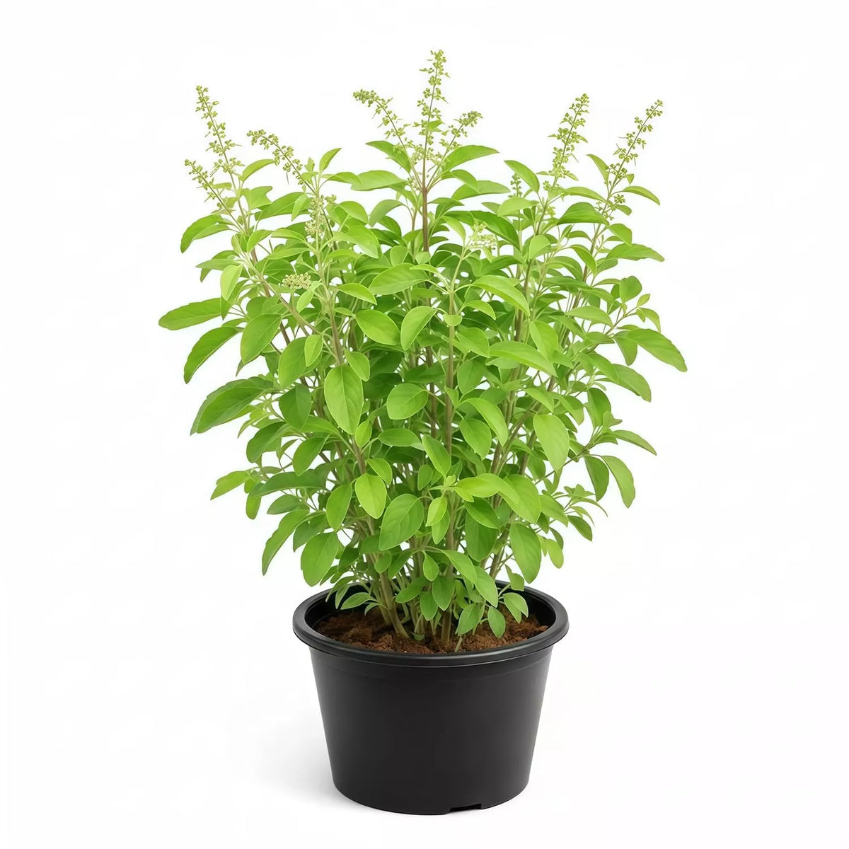 Holy Rama Tulsi (Holy Basil) Sapling