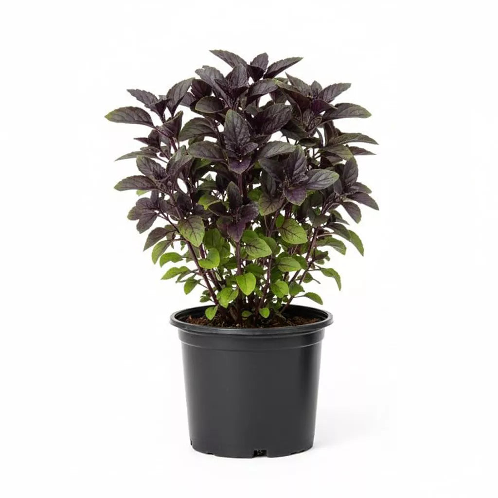 Holy Shyama Tulsi (Holy Basil) Sapling