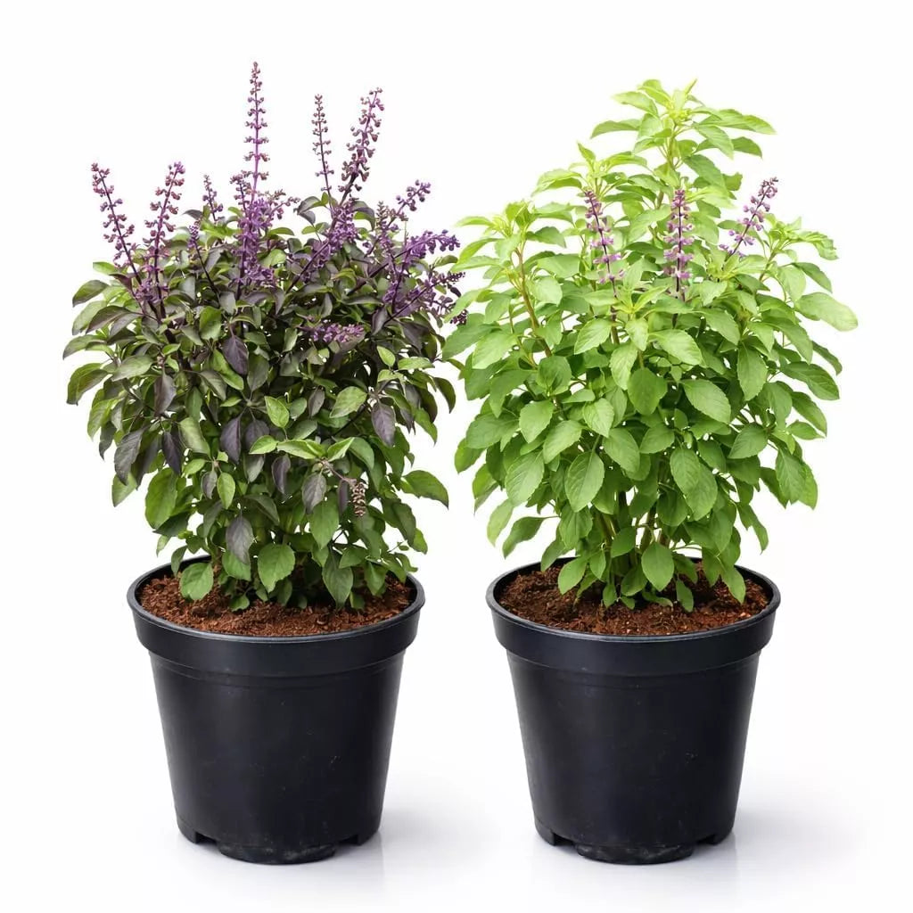 Holy Tulsi (Holy Basil) Sapling (Rama & Shyama )
